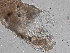  ( - Co_Zyg_004)  @11 [ ] CreativeCommons  Attribution Non-Commercial Share-Alike (2023) Smithsonian Tropical Research Institute Smithsonian Tropical Research Institute