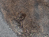  ( - Co_Zyg_004)  @11 [ ] CreativeCommons  Attribution Non-Commercial Share-Alike (2023) Smithsonian Tropical Research Institute Smithsonian Tropical Research Institute