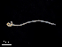  ( - Co_Zyg_006)  @11 [ ] CreativeCommons  Attribution Non-Commercial Share-Alike (2023) Smithsonian Tropical Research Institute Smithsonian Tropical Research Institute