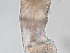  ( - Co_Zyg_002)  @11 [ ] CreativeCommons  Attribution Non-Commercial Share-Alike (2023) Smithsonian Tropical Research Institute Smithsonian Tropical Research Institute