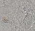  ( - GLTZ-0252)  @11 [ ] Copyright (2024) Svetlana Maslakova Oregon Institute of Marine Biology