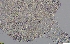  ( - GLTZ-0276)  @11 [ ] copyright (2024) Svetlana Maslakova University of Oregon