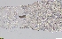  ( - GLTZ-0295)  @11 [ ] copyright (2024) Svetlana Maslakova University of Oregon