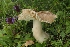  (Neohygrocybe pseudoingrata - SNMH360)  @11 [ ] CreativeCommons  Attribution Non-Commercial Share-Alike (2019) I. Kautmanova Slovak National Museum-Natural History Museum