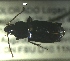  ( - NEONTcarabid118)  @13 [ ] Copyright (2010) Blevins, KK and Travers, PD National Ecological Observatory Network (NEON) http://www.neoninc.org/content/copyright