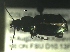 ( - NEONTcarabid177)  @13 [ ] Copyright (2010) Blevins, KK and Travers, PD National Ecological Observatory Network (NEON) http://www.neoninc.org/content/copyright