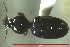  ( - NEONTcarabid309)  @12 [ ] Copyright (2010) Blevins, KK and Travers, PD National Ecological Observatory Network (NEON) http://www.neoninc.org/content/copyright