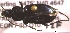  ( - NEONTcarabid864)  @13 [ ] Copyright (2010) Blevins, KK and Travers, PD National Ecological Observatory Network (NEON) http://www.neoninc.org/content/copyright