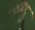  ( - NEONTculicid764)  @12 [ ] Copyright (2010) Blevins, KK and Travers, PD National Ecological Observatory Network (NEON) http://www.neoninc.org/content/copyright