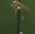 ( - NEONTculicid794)  @12 [ ] Copyright (2010) Blevins, KK and Travers, PD National Ecological Observatory Network (NEON) http://www.neoninc.org/content/copyright