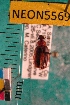  ( - NEONTcarabid5569)  @11 [ ] Copyright (2012) Barton, M National Ecological Observatory Network (NEON) http://www.neoninc.org/content/copyright