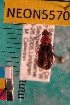  ( - NEONTcarabid5570)  @13 [ ] Copyright (2012) Barton, M National Ecological Observatory Network (NEON) http://www.neoninc.org/content/copyright