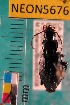  ( - NEONTcarabid5676)  @13 [ ] Copyright (2012) Barton, M National Ecological Observatory Network (NEON) http://www.neoninc.org/content/copyright