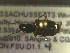  ( - NEONTcarabid1662)  @12 [ ] Copyright (2010) Blevins, KK and Travers, PD National Ecological Observatory Network (NEON) http://www.neoninc.org/content/copyright