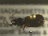  ( - NEONTcarabid1802)  @12 [ ] Copyright (2010) Blevins, KK and Travers, PD National Ecological Observatory Network (NEON) http://www.neoninc.org/content/copyright