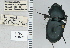  ( - NEONTcarabid4732)  @12 [ ] CreativeCommons - Attribution Non-Commercial Share-Alike (2011) Moore, W University of Arizona Insect Collection