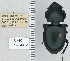  ( - NEONTcarabid4733)  @11 [ ] CreativeCommons - Attribution Non-Commercial Share-Alike (2011) Moore, W University of Arizona Insect Collection