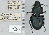  ( - NEONTcarabid4734)  @11 [ ] CreativeCommons - Attribution Non-Commercial Share-Alike (2011) Moore, W University of Arizona Insect Collection