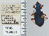  ( - NEONTcarabid4752)  @11 [ ] CreativeCommons - Attribution Non-Commercial Share-Alike (2011) Moore, W University of Arizona Insect Collection