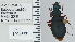  ( - NEONTcarabid4754)  @11 [ ] CreativeCommons - Attribution Non-Commercial Share-Alike (2011) Moore, W University of Arizona Insect Collection