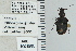  ( - NEONTcarabid4699)  @11 [ ] CreativeCommons - Attribution Non-Commercial Share-Alike (2011) Moore, W University of Arizona Insect Collection