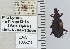  (Platynus rufiventris - NEONTcarabid5277)  @13 [ ] CreativeCommons - Attribution Non-Commercial Share-Alike (2011) Moore, W University of Arizona Insect Collection
