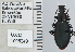  (Platynus cazieri - NEONTcarabid5283)  @13 [ ] CreativeCommons - Attribution Non-Commercial Share-Alike (2011) Moore, W University of Arizona Insect Collection