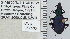  (Platynus falli - NEONTcarabid5287)  @13 [ ] CreativeCommons - Attribution Non-Commercial Share-Alike (2011) Moore, W University of Arizona Insect Collection