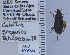  ( - NEONTcarabid4799)  @11 [ ] CreativeCommons - Attribution Non-Commercial Share-Alike (2011) Moore, W University of Arizona Insect Collection