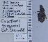  ( - NEONTcarabid4801)  @12 [ ] CreativeCommons - Attribution Non-Commercial Share-Alike (2011) Moore, W University of Arizona Insect Collection