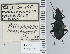  ( - NEONTcarabid4620)  @11 [ ] CreativeCommons - Attribution Non-Commercial Share-Alike (2011) Moore, W University of Arizona Insect Collection