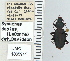  ( - NEONTcarabid4624)  @11 [ ] CreativeCommons - Attribution Non-Commercial Share-Alike (2011) Moore, W University of Arizona Insect Collection