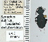  ( - NEONTcarabid4625)  @11 [ ] CreativeCommons - Attribution Non-Commercial Share-Alike (2011) Moore, W University of Arizona Insect Collection