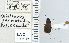 ( - NEONTcarabid4622)  @11 [ ] CreativeCommons - Attribution Non-Commercial Share-Alike (2011) Moore, W University of Arizona Insect Collection