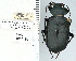  ( - NEONTcarabid4717)  @11 [ ] CreativeCommons - Attribution Non-Commercial Share-Alike (2011) Moore, W University of Arizona Insect Collection