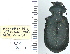  ( - NEONTcarabid4718)  @11 [ ] CreativeCommons - Attribution Non-Commercial Share-Alike (2011) Moore, W University of Arizona Insect Collection