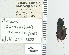  ( - NEONTcarabid4780)  @11 [ ] CreativeCommons - Attribution Non-Commercial Share-Alike (2011) Moore, W University of Arizona Insect Collection