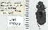  ( - NEONTcarabid4778)  @11 [ ] CreativeCommons - Attribution Non-Commercial Share-Alike (2011) Moore, W University of Arizona Insect Collection