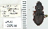  ( - NEONTcarabid4779)  @11 [ ] CreativeCommons - Attribution Non-Commercial Share-Alike (2011) Moore, W University of Arizona Insect Collection