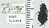  ( - NEONTcarabid4770)  @11 [ ] CreativeCommons - Attribution Non-Commercial Share-Alike (2011) Moore, W University of Arizona Insect Collection