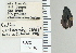  ( - NEONTcarabid4776)  @12 [ ] CreativeCommons - Attribution Non-Commercial Share-Alike (2011) Moore, W University of Arizona Insect Collection