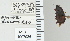  ( - NEONTcarabid4781)  @11 [ ] CreativeCommons - Attribution Non-Commercial Share-Alike (2011) Moore, W University of Arizona Insect Collection