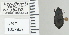  ( - NEONTcarabid4782)  @11 [ ] CreativeCommons - Attribution Non-Commercial Share-Alike (2011) Moore, W University of Arizona Insect Collection