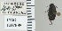  ( - NEONTcarabid4783)  @11 [ ] CreativeCommons - Attribution Non-Commercial Share-Alike (2011) Moore, W University of Arizona Insect Collection