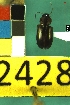  ( - NEONTcarabid2428)  @13 [ ] Copyright (2010) Baldwin, TA National Ecological Observatory Network (NEON) http://www.neoninc.org/content/copyright