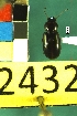  ( - NEONTcarabid2432)  @12 [ ] Copyright (2010) Baldwin, TA National Ecological Observatory Network (NEON) http://www.neoninc.org/content/copyright
