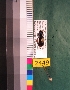  ( - NEONTcarabid2449)  @12 [ ] Copyright (2010) Baldwin, TA National Ecological Observatory Network (NEON) http://www.neoninc.org/content/copyright