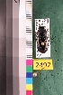  ( - NEONTcarabid2492)  @13 [ ] Copyright (2010) Baldwin, TA National Ecological Observatory Network (NEON) http://www.neoninc.org/content/copyright