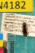  ( - NEONTcarabid4182)  @12 [ ] Copyright (2010) Blevins, KK and Travers, PD National Ecological Observatory Network (NEON) http://www.neoninc.org/content/copyright