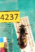  ( - NEONTcarabid4237)  @12 [ ] Copyright (2010) Blevins, KK and Travers, PD National Ecological Observatory Network (NEON) http://www.neoninc.org/content/copyright